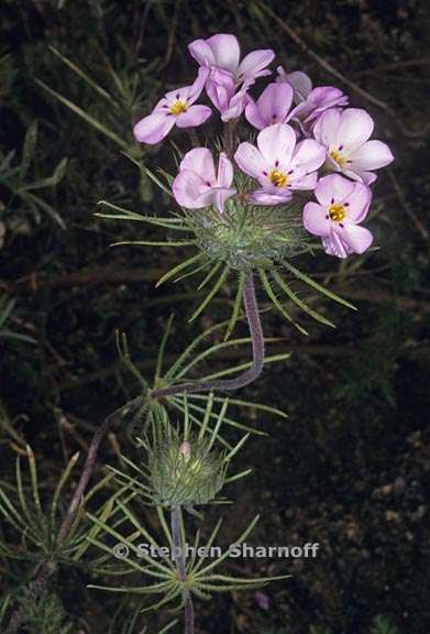 leptosiphon ciliatus 3 graphic